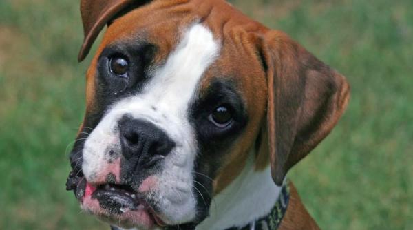 atentie cainii se pot imbolnavi de cancer daca are aceste simptome du l imediat la veterinar