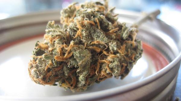 captura de droguri la cluj napoca  adevarata plantatie de cannabis descoperita de catre politisti