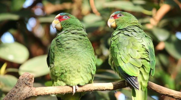 papagali impertinenti in izolare avalansa de reclamatii te simti ca intr un club de barbati