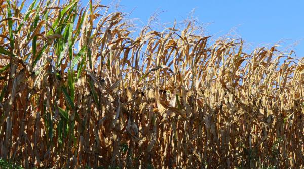 urmarire ca n filme in lanul de porumb spaima bancherilor prins printre coceni