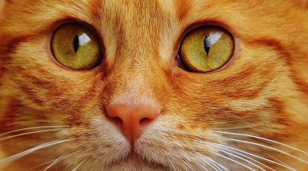 ai sau iti doresti o pisica de ziua internationala a animalelor trebuie neaparat sa citesti acest mesaj