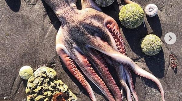 dezastru ecologic in rusia sute de animale marine au murit exercitiile militare din zona ar putea fi cauza