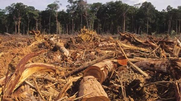 studiu tulburator amazonia ar putea deveni savana