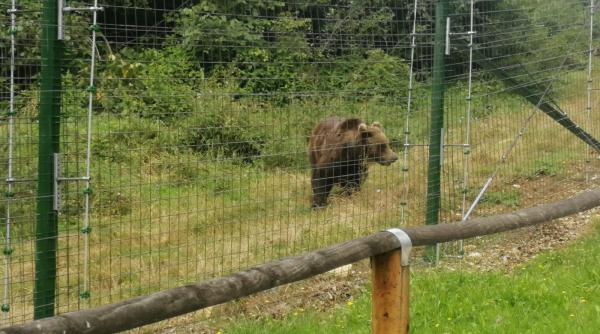 alerta in busteni un urs ranit si agresiv pe un traseu frecventat de turisti