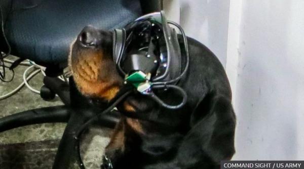 cum arata ochelarii ar pentru cainii de lupta revolutie in domeniul k9