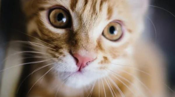 poza asta iti va fenta creierul ce se intampla cu pisica din imagine te ai prins