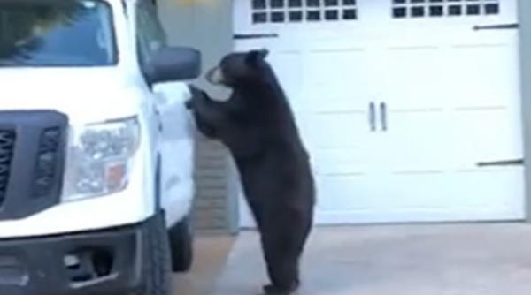 mori de ras un urs a deschis portiera masinii ce a urmat e genial video