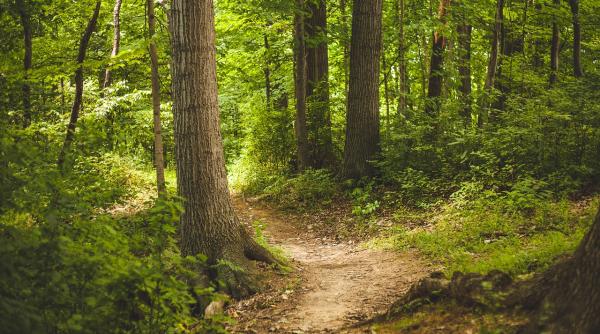 imagini fabuloase  ce au surprins camerele in parcul national piatra craiului