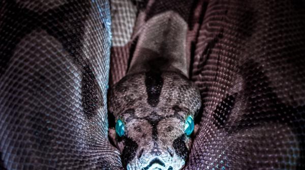 piton urias prins de vanatorii de serpi imi tremurau mainile