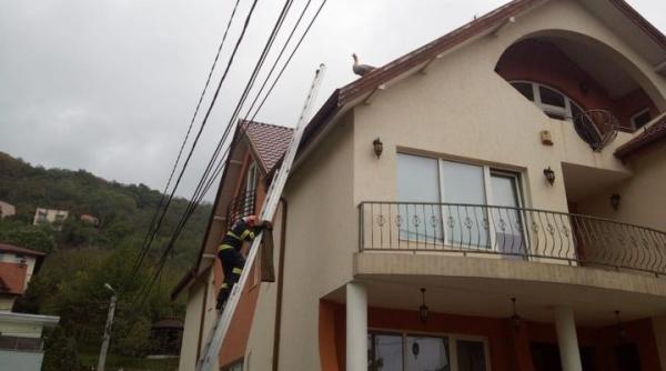 interventie spectaculoasa cum a fost salvat un gascan ramas pe acoperisul unei case din cluj