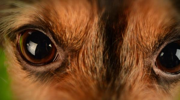 un catel curios a ramas blocat intr o pestera de langa rasnov ce s a intamplat pana la urma