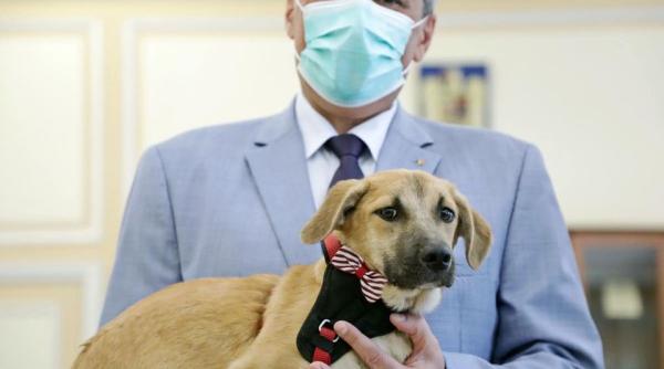 decizie mult asteptata de iubitorii de animale vela s a infiintat