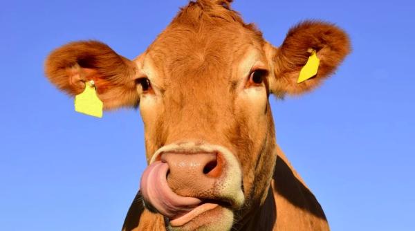 stiinta a facut noi dezvaluiri despre vaci cum reactioneaza la vocea umana