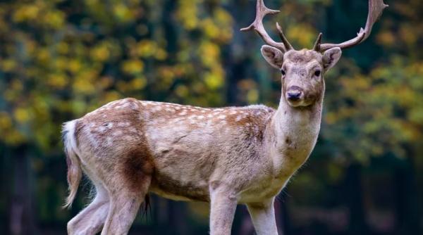 pretul platit de o fata pentru o poza cu caprioare pe instagram politia avertizeaza