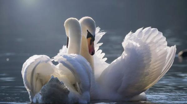 regina elisabeta a daruit doua lebede unui oras acum 60 de ani ce situatie amuzanta