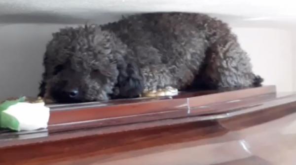 video care da fiori povestea incredibila a lui benito catelul care se comporta ciudat cand ajunge la mormantul stapanei