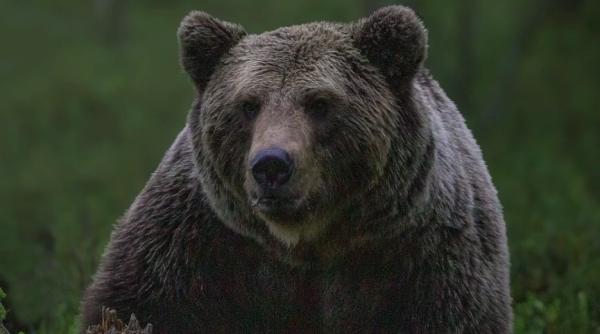 foot un angajat zoo a fost sfasiat de ursi in fata turistilor ne cerem scuze pentru inconvenienta