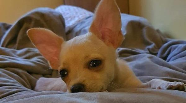 jean claude van damme a salvat un caine care urma sa fie eutanasiat