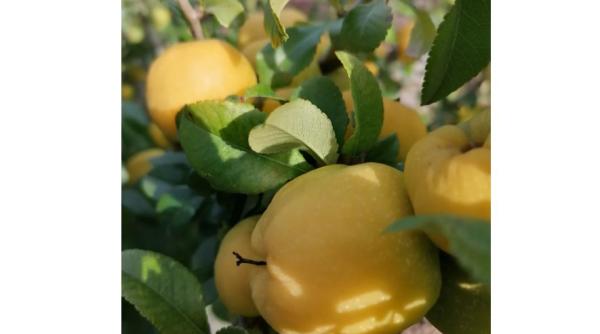 gem de gutui ca in copilarie un adevarat deliciu reteta pas cu pas