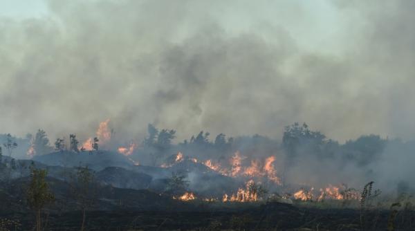 tara in care incendiile au distrus o suprafata mai mare decat cea a danemarcei