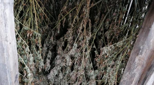 adevarata cultura de cannabis gasita in curtea unui barbat din dolj