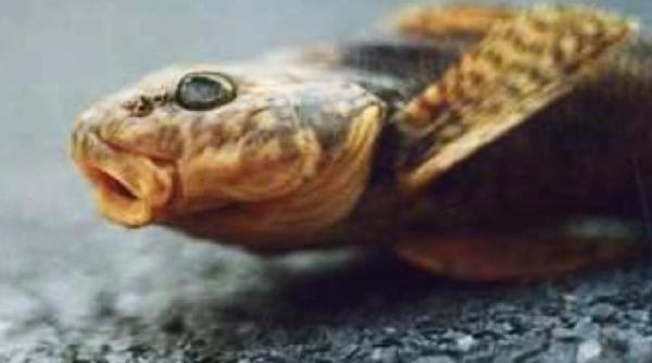 video aspretele o fosila vie de 65 de milioane de ani redescoperit in romania