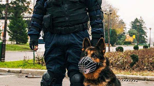 olesa unul dintre cainii jandarmeriei eroina zilei autorul faptei a fost condus la sectia de politie