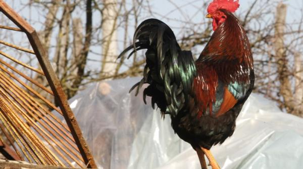 un politist a fost ucis de un cocos in timpul unei descinderi cum s a intamplat