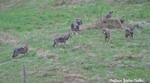 video imagini rare cu o haita de lupi suprinse in padurile din judetul neamt
