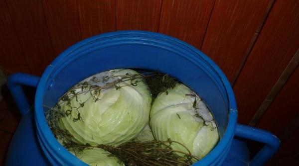 cum se pune varza la murat trucuri pentru gospodinele incepatoare