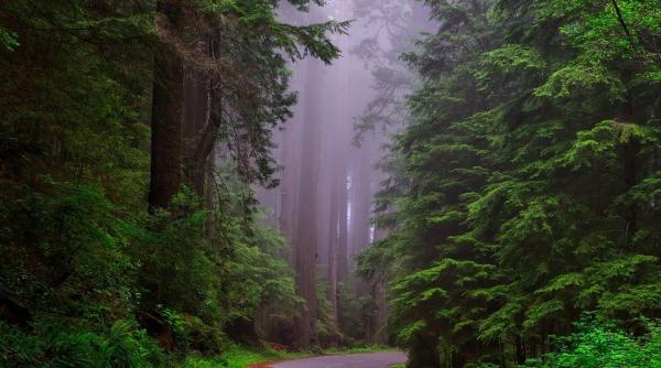 doua paduri din china au fost subestimate drastic ce rol urias au in lupta cu schimbarea climatica
