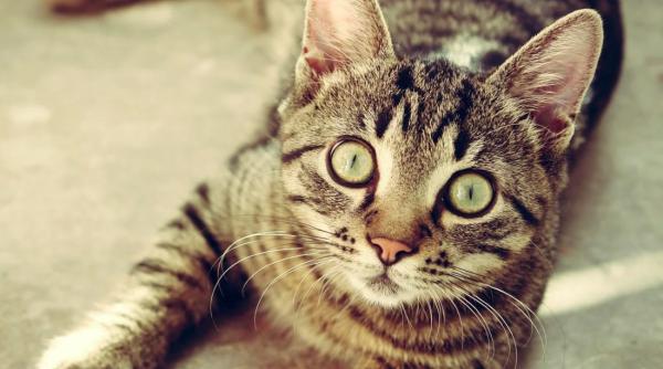 o catedrala a tinut o slujba pentru o pisica maidaneza populara printre crediciosi