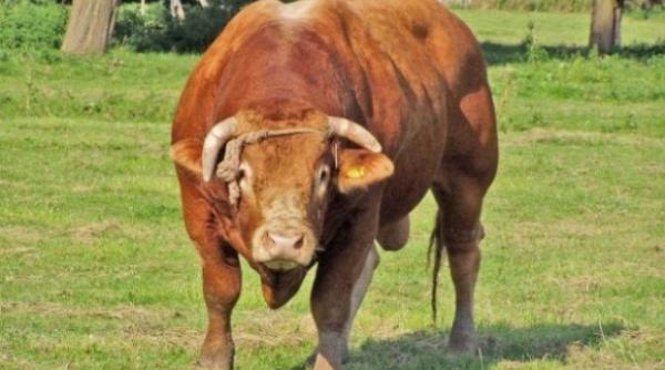 incident grav la o ferma din bistrita nasaud tanar de 28 de ani ucis de un taur