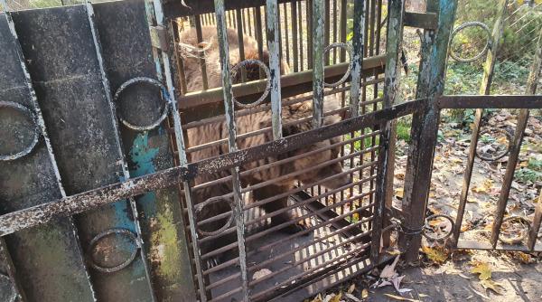 apel pentru salvarea a doi ursi chinuiti intr o cusca minuscula