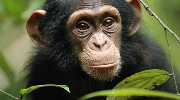 doi cimpanzei au evadat de la o gradina zoologica din olanda au fost impuscati mortal