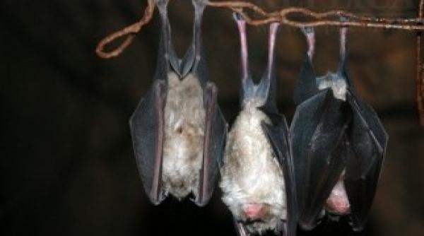 liliecii sunt vietuitoare atat de evoluate incat pot prezice viitorul descoperirea cercetatorilor americani