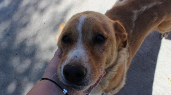 caz revoltator caine cumparat de pe internet dus la eutanasiere pentru ca nu era de rasa kola kariola ar trebui sa cutrmure multa lume