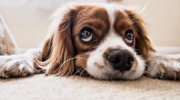 pot fi plimbate noaptea animalele de companie arafat raspunde