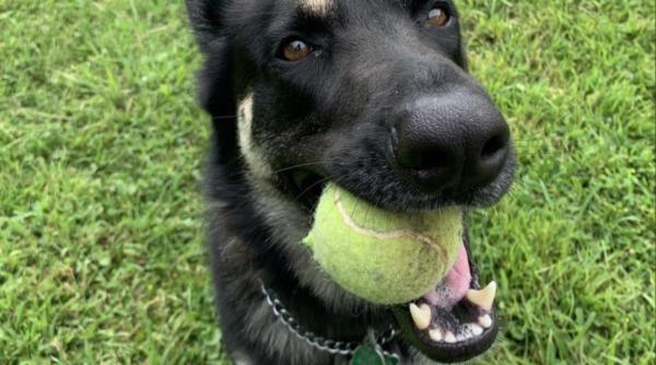 joe biden o noua surpriza major primul caine adoptat de la casa alba punctul slab al lui donald trump