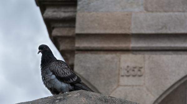 mesaj trimis cu un porumbel calator gasit dupa 100 de ani ce contine