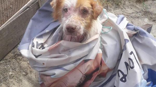 caine salvat de casa lui patrocle poveste emotionanta aproape ca n am avut timp sa i vedem ranile vindecandu se