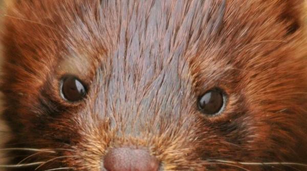 guvernul danez recunoaste ca uciderea nurcilor nu a avut nicio baza legala