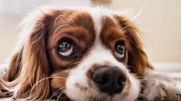 incepe revolta iubitorilor de animale actionati daca nu vom gasi intelegere dam guvernul in judecata