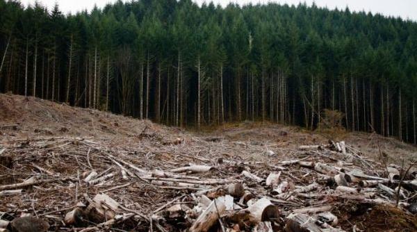 lovitura pentru mediu 8 ong uri acuza masuri dezastruoase luate in secret