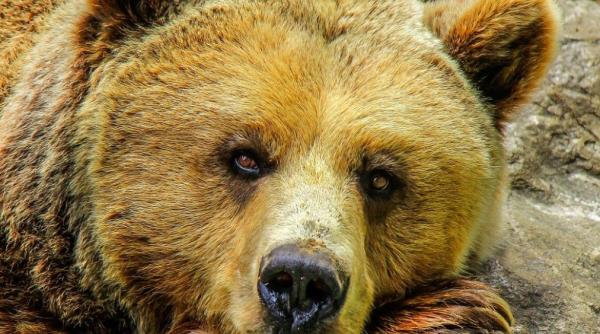 ursoaica cu pui  imagini fabuloase in padure   video