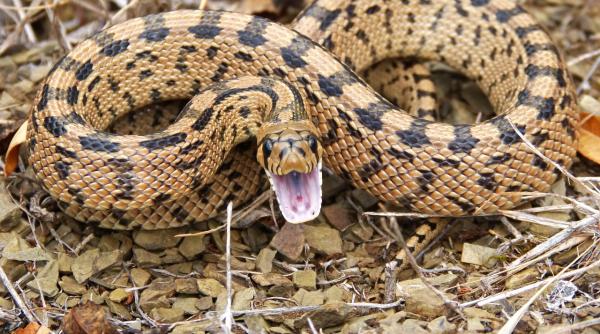 https www spectacola ro tragedie bolnav de covid 19 muscat de sarpe 1262 html fbclid iwar13rsv5i 0hizvzbfrwauthhvx emibu1cdo7xzot3axc sxvv5n7vgmp0