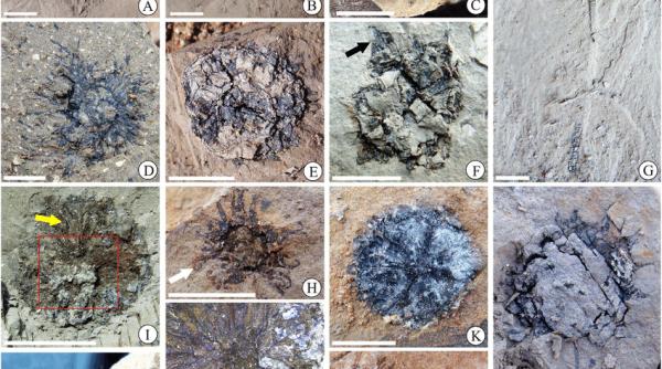 o noua specie de planta descoperita in fosile cu o vechime de 15 milioane de ani