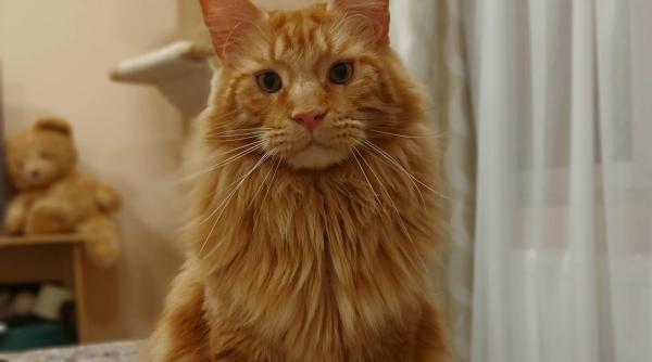 aplicatia care traduce limbajul pisicii de acum inainte te vei intelege mult mai bine cu felina