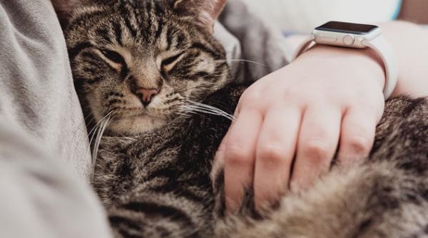 ce inseamna atunci cand pisica doarme pe tine semnale clare le stiai