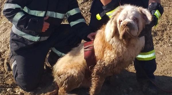 caine orb salvat dintr un lac s a ghidat dupa vocea unui pompier